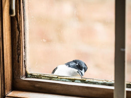 Blommekloof Country Cottages Ruiterbos Western Cape South Africa Bird, Animal