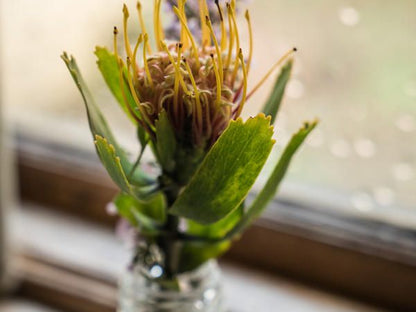 Blommekloof Country Cottages Ruiterbos Western Cape South Africa Bokeh