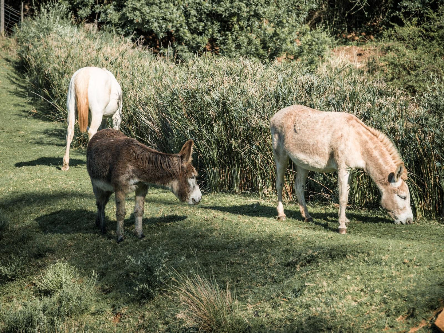 Blommekloof Country Cottages Ruiterbos Western Cape South Africa Animal