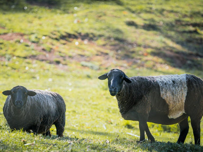 Blommekloof Country Cottages Ruiterbos Western Cape South Africa Sheep, Mammal, Animal, Agriculture, Farm Animal, Herbivore, Water Buffalo