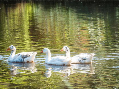 Blommekloof Country Cottages Ruiterbos Western Cape South Africa Swan, Bird, Animal