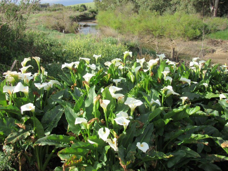 Blou Porselein Guest Farm Hermon Western Cape South Africa Garden, Nature, Plant