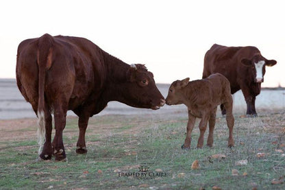 Blou Porselein Guest Farm Hermon Western Cape South Africa Cow, Mammal, Animal, Agriculture, Farm Animal, Herbivore