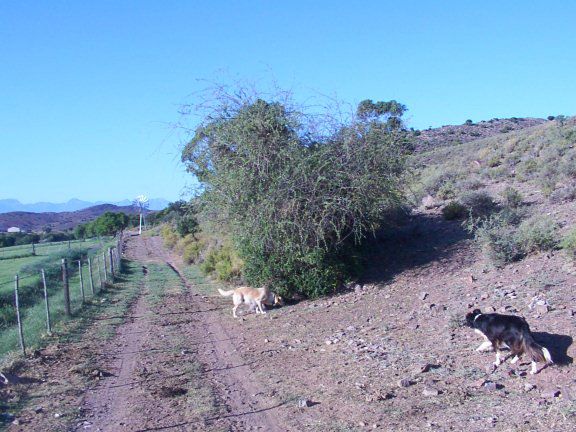 Blouhuis Farm Self Catering Cottage Ladismith Western Cape Ladismith Western Cape South Africa Dog, Mammal, Animal, Pet, Cactus, Plant, Nature