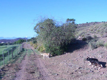 Blouhuis Farm Self Catering Cottage Ladismith Western Cape Ladismith Western Cape South Africa Dog, Mammal, Animal, Pet, Cactus, Plant, Nature