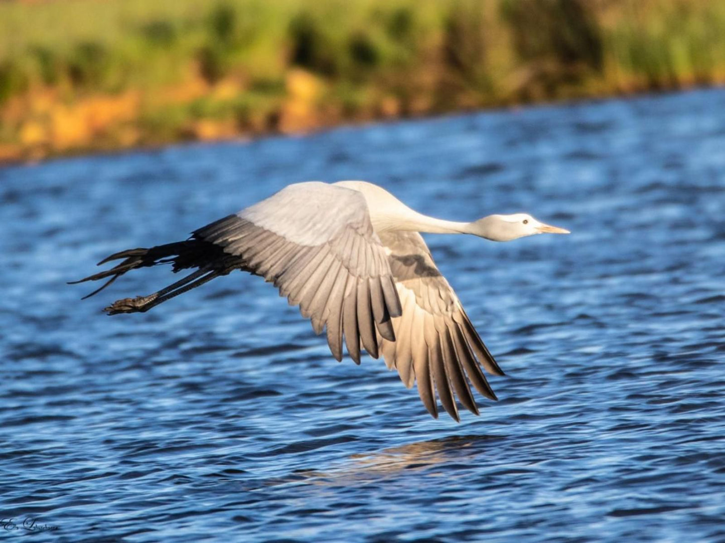 Blue Crane Farm Dullstroom Mpumalanga South Africa Complementary Colors, Seagull, Bird, Animal, Lake, Nature, Waters