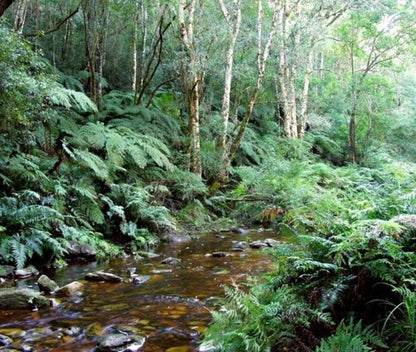 Blue Fern Of Knysna Costa Sarda Knysna Western Cape South Africa Forest, Nature, Plant, Tree, Wood, River, Waters