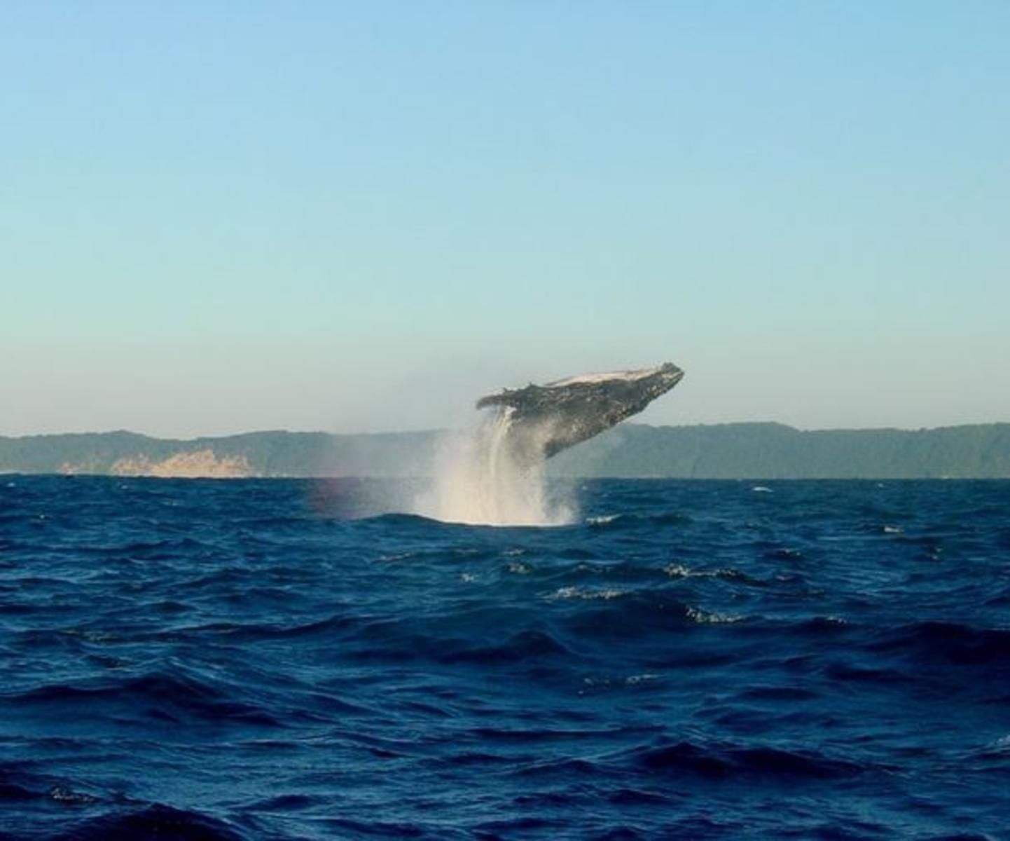 Blue Fern Of Knysna Costa Sarda Knysna Western Cape South Africa Whale, Marine Animal, Animal, Nature