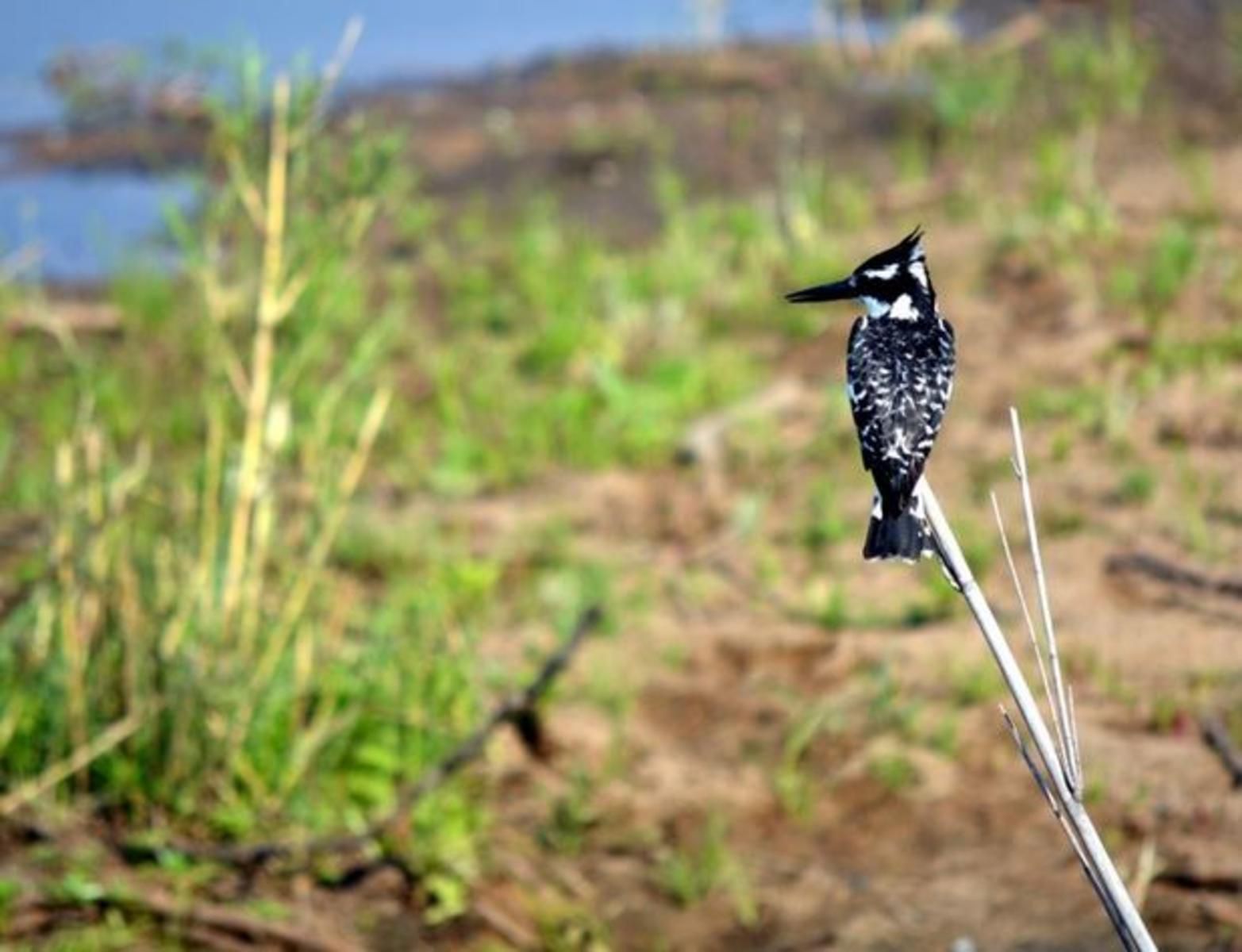 Blue Fern Of Knysna Costa Sarda Knysna Western Cape South Africa Kingfisher, Bird, Animal