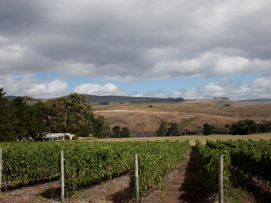 Blue Gum Country Estate Stanford Western Cape South Africa Field, Nature, Agriculture, Wine, Drink