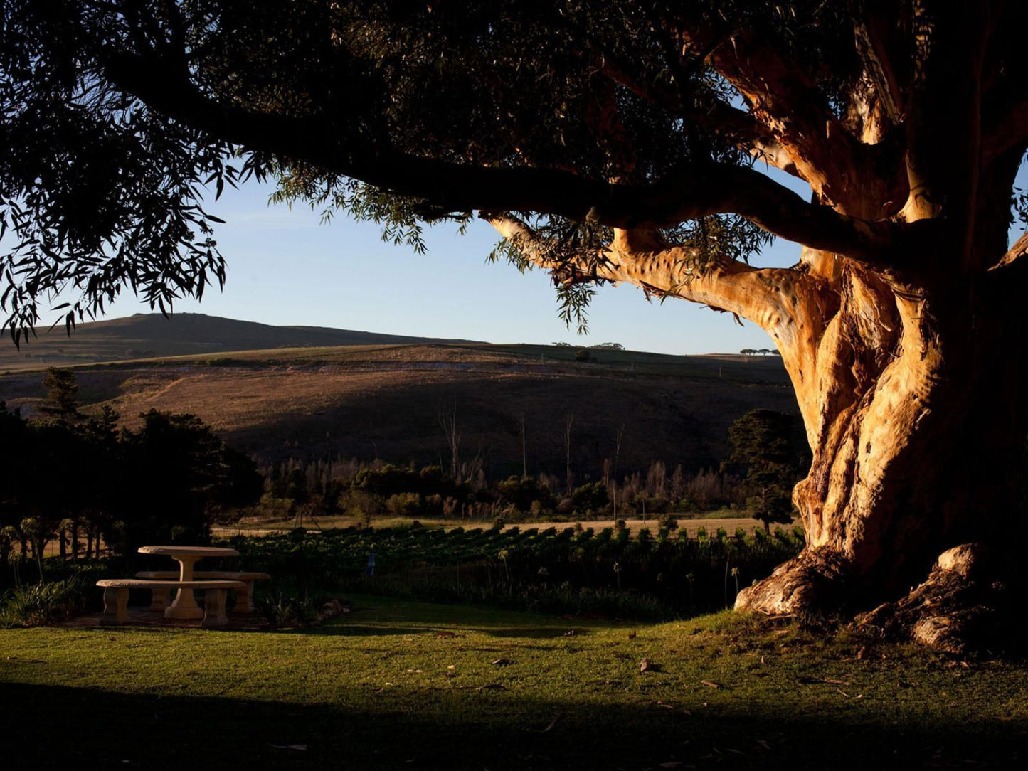 Blue Gum Country Estate Stanford Western Cape South Africa Tree, Plant, Nature, Wood, Framing