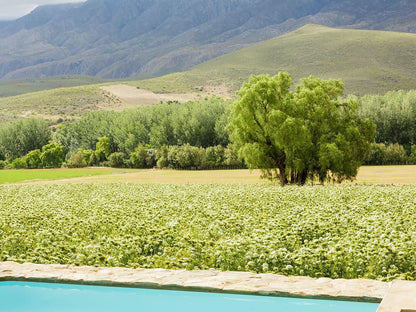 Blue Lily Retreat Matjesrivier Oudtshoorn Western Cape South Africa Field, Nature, Agriculture