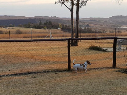 Blue Roan Country Lodge, Dog, Mammal, Animal, Pet, Field, Nature, Agriculture, Lowland