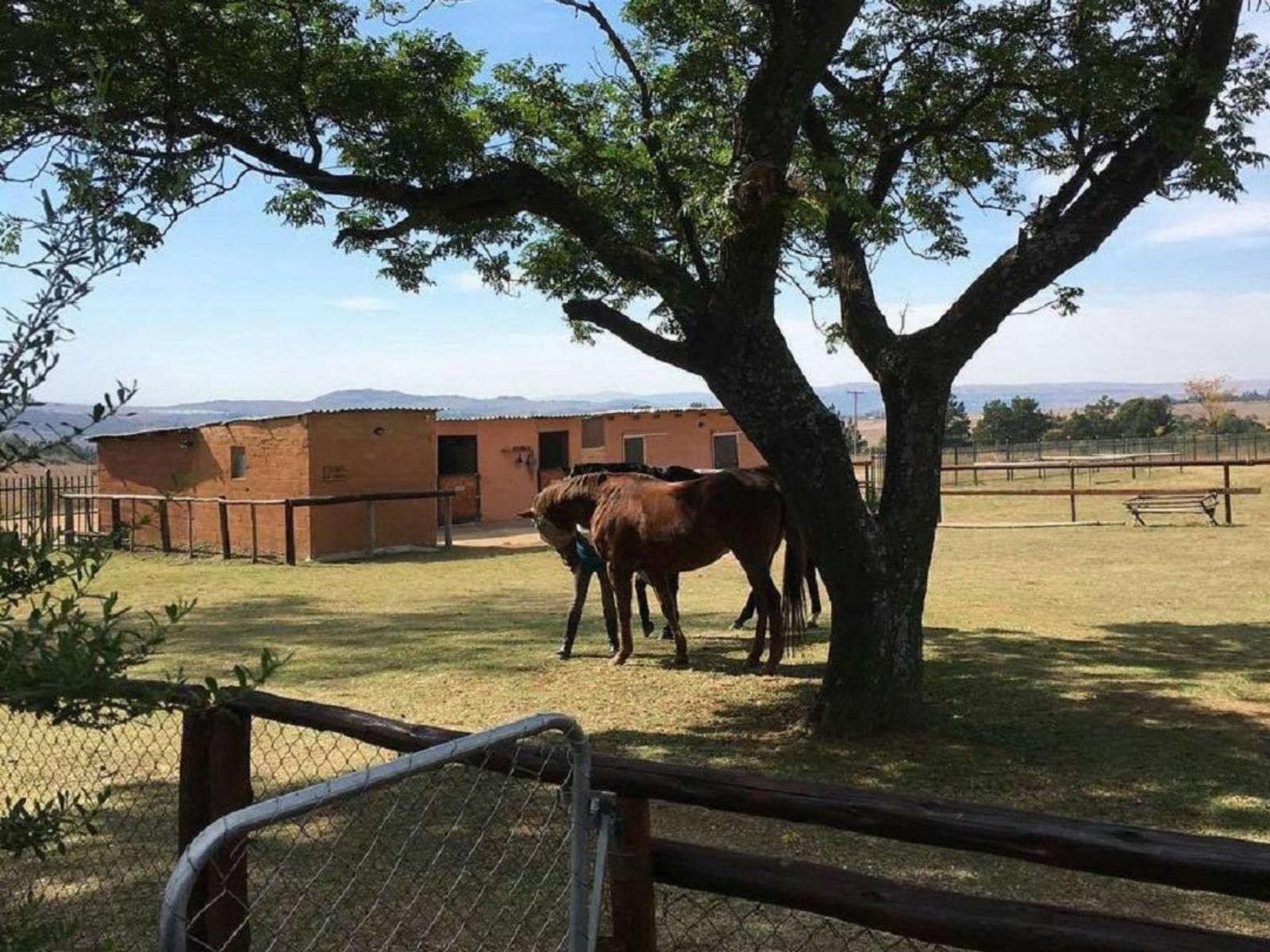 Blue Roan Country Lodge, Horse, Mammal, Animal, Herbivore