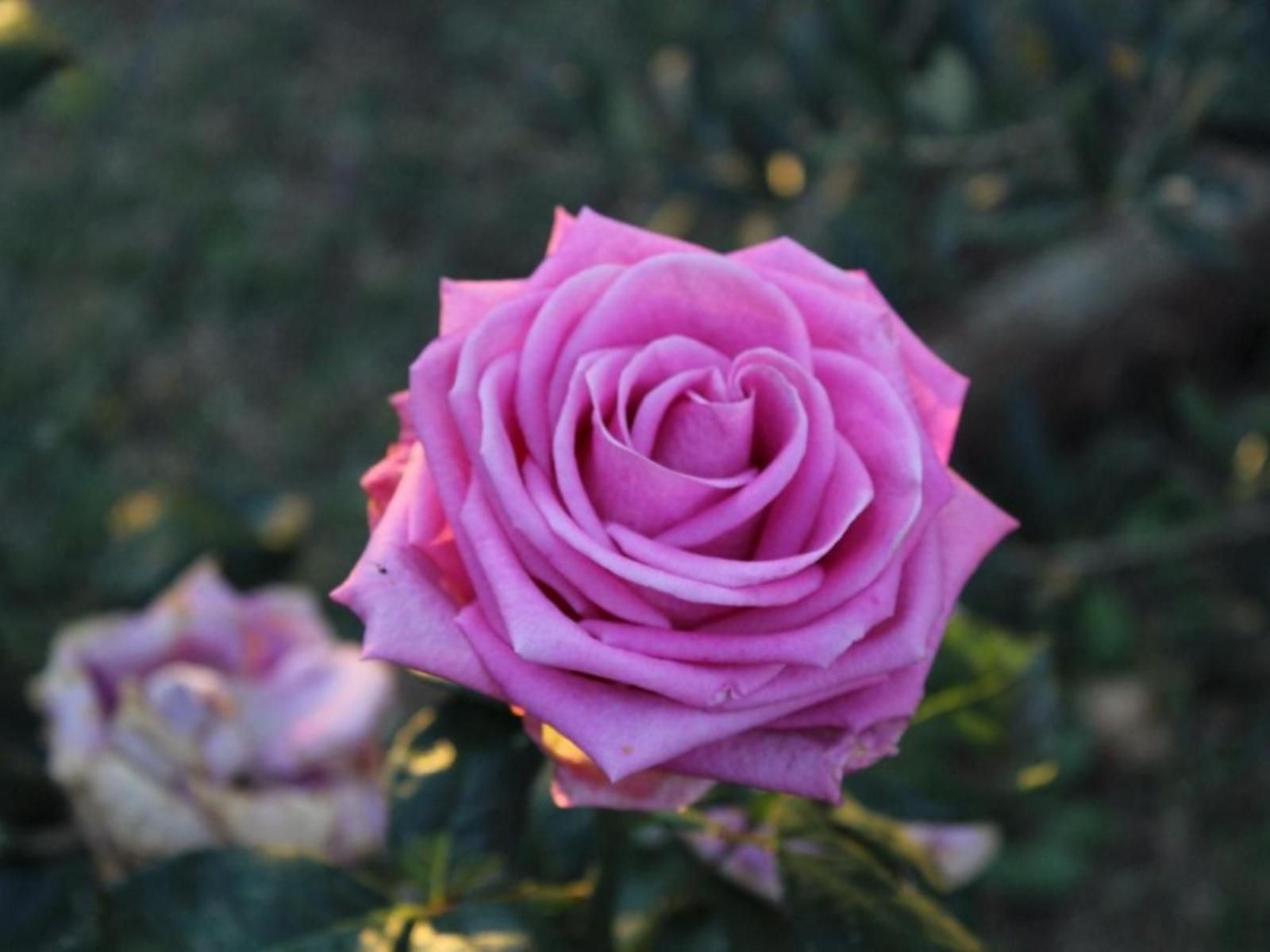 Blue Roan Country Lodge, Flower, Plant, Nature, Rose