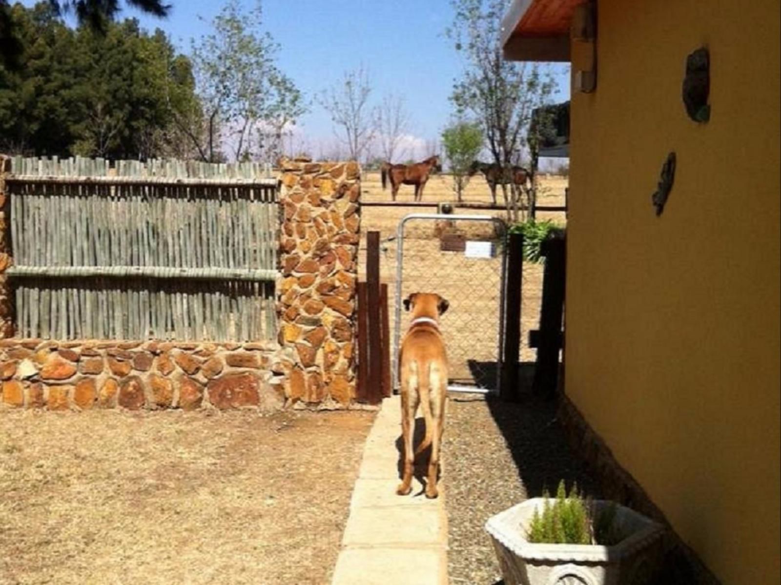 Blue Roan Country Lodge, Dog, Mammal, Animal, Pet