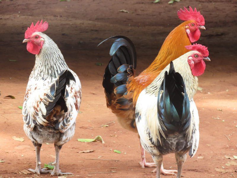 Blue Bell Guest House Tzaneen Limpopo Province South Africa Chicken, Bird, Animal, Agriculture, Farm Animal