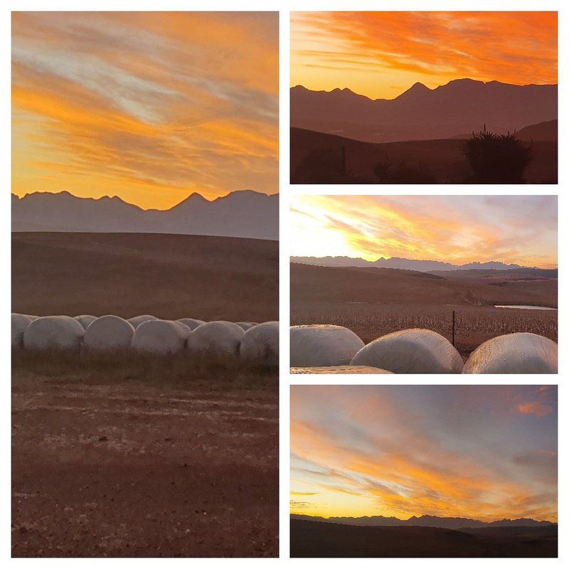 Blue Gum Farm Cottage Caledon Western Cape South Africa Cactus, Plant, Nature, Sky, Desert, Sand, Sunset