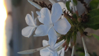 Blue Gum Farm Cottage Caledon Western Cape South Africa Blossom, Plant, Nature, Flower, Lily