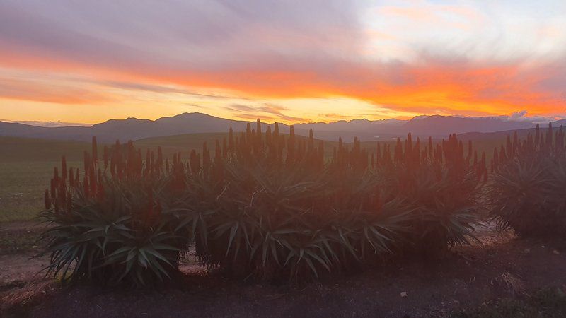 Blue Gum Farm Cottage Caledon Western Cape South Africa Cactus, Plant, Nature, Desert, Sand, Sunset, Sky