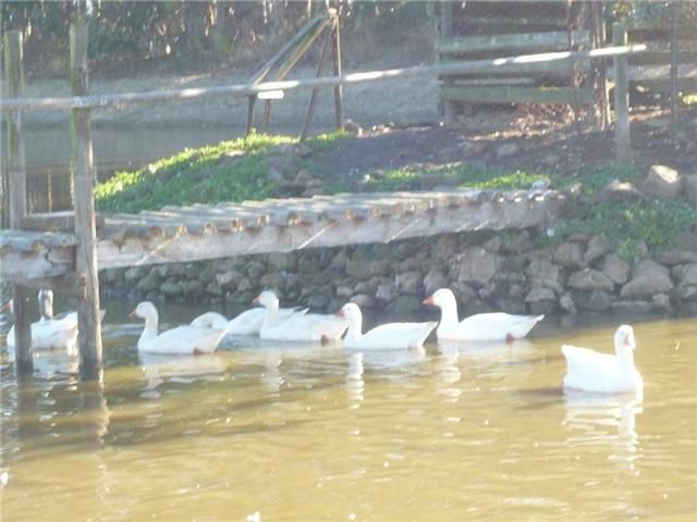 Blue Gum Farm Cottage Caledon Western Cape South Africa Swan, Bird, Animal, Lake, Nature, Waters