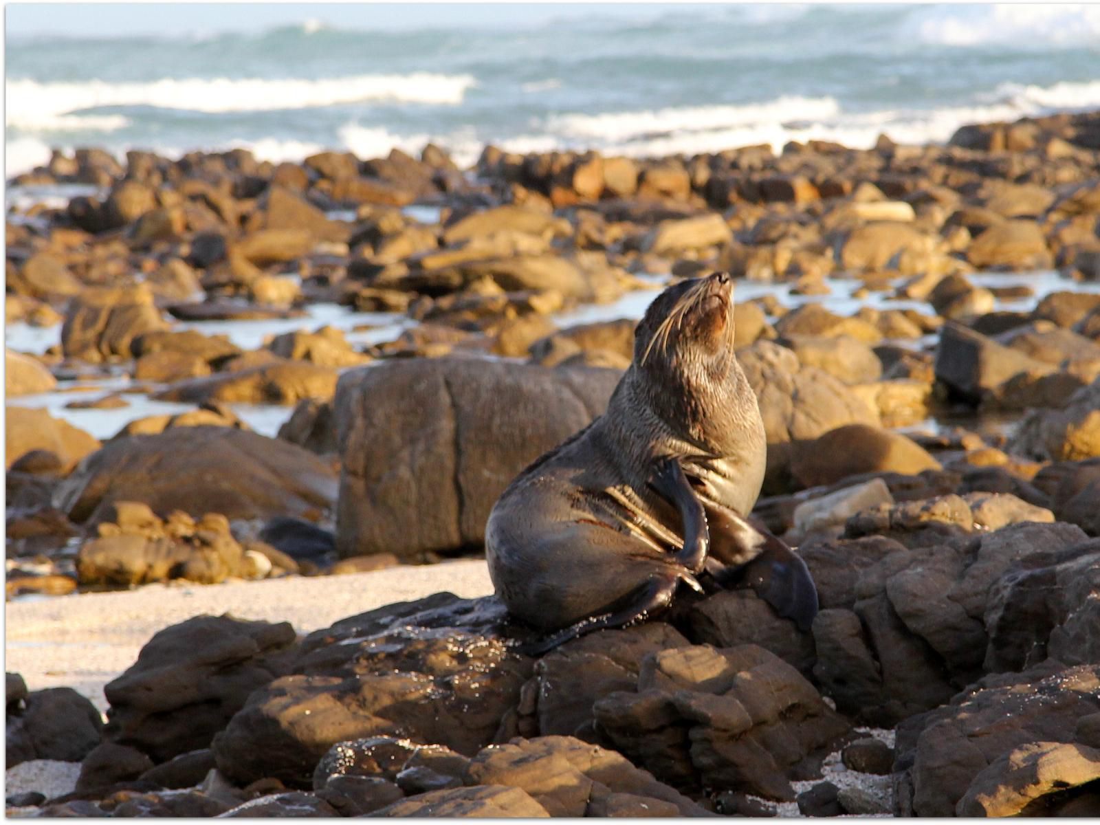 Bluesky Guest House Arniston Arniston Western Cape South Africa Beach, Nature, Sand, Seal, Mammal, Animal, Predator