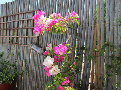 Bluesky Guest House Arniston Arniston Western Cape South Africa Blossom, Plant, Nature, Garden