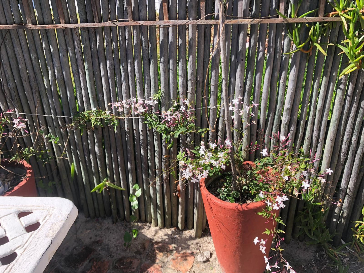 Bluesky Guest House Arniston Arniston Western Cape South Africa Blossom, Plant, Nature, Garden