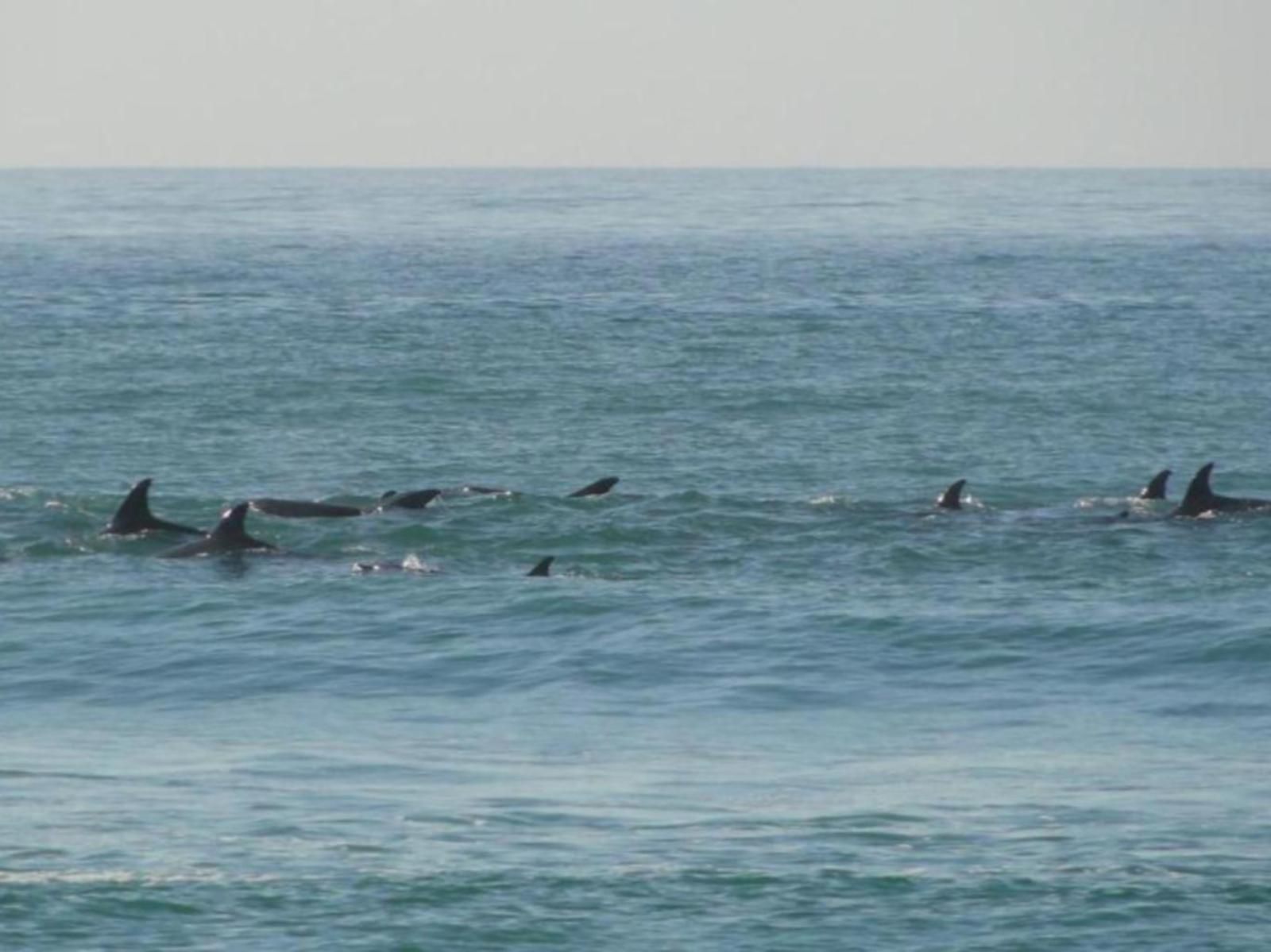 Bluewater Beach Bandb Bluewater Bay Port Elizabeth Eastern Cape South Africa Beach, Nature, Sand, Dolphin, Marine Animal, Animal, Predator, Whale, Ocean, Waters