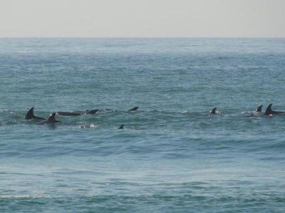 Bluewater Beach Bandb Bluewater Bay Port Elizabeth Eastern Cape South Africa Beach, Nature, Sand, Dolphin, Marine Animal, Animal, Predator, Whale, Ocean, Waters