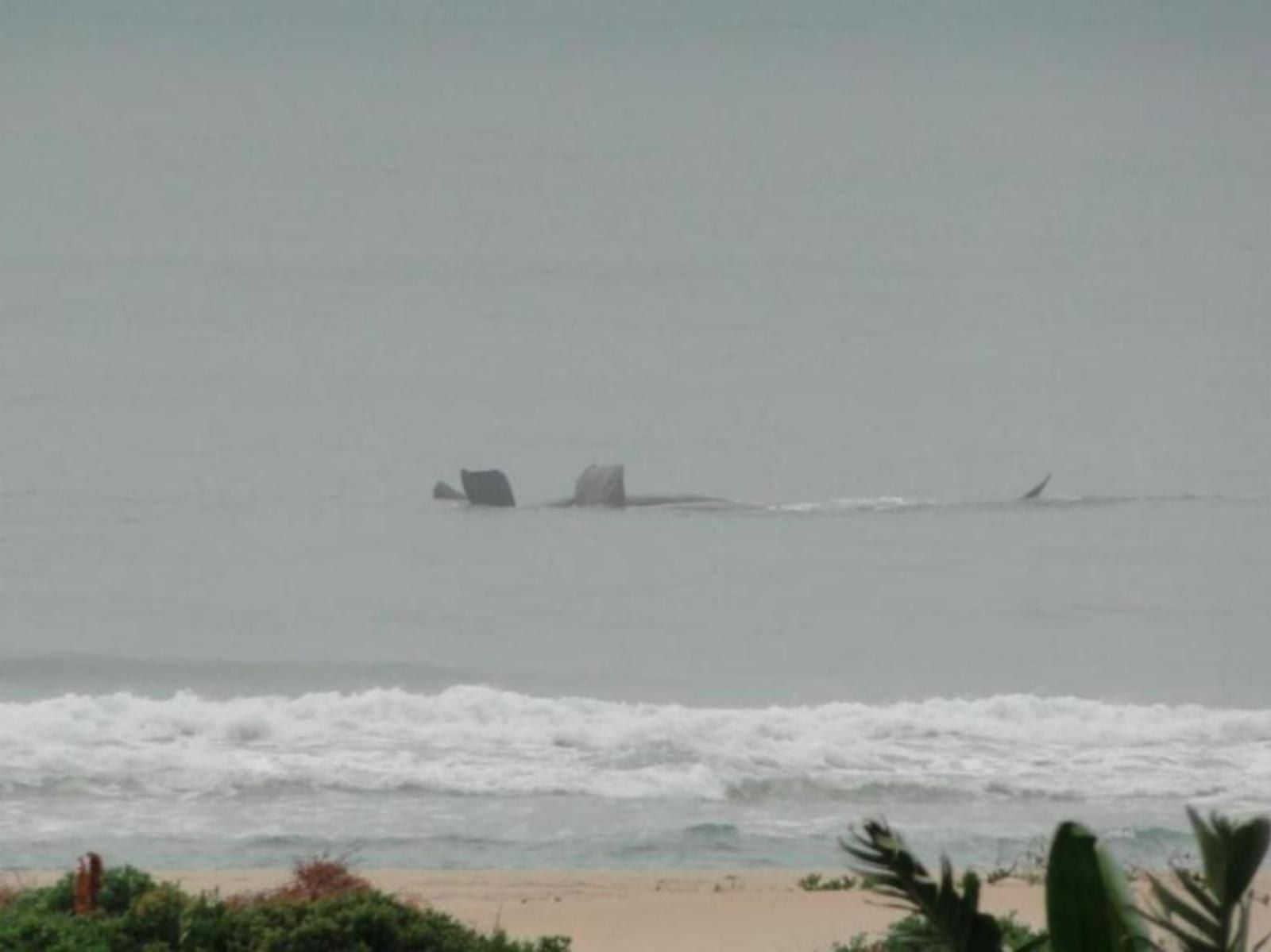 Bluewater Beach Bandb Bluewater Bay Port Elizabeth Eastern Cape South Africa Unsaturated, Beach, Nature, Sand, Cliff, Ship, Vehicle, Whale, Marine Animal, Animal, Ocean, Waters