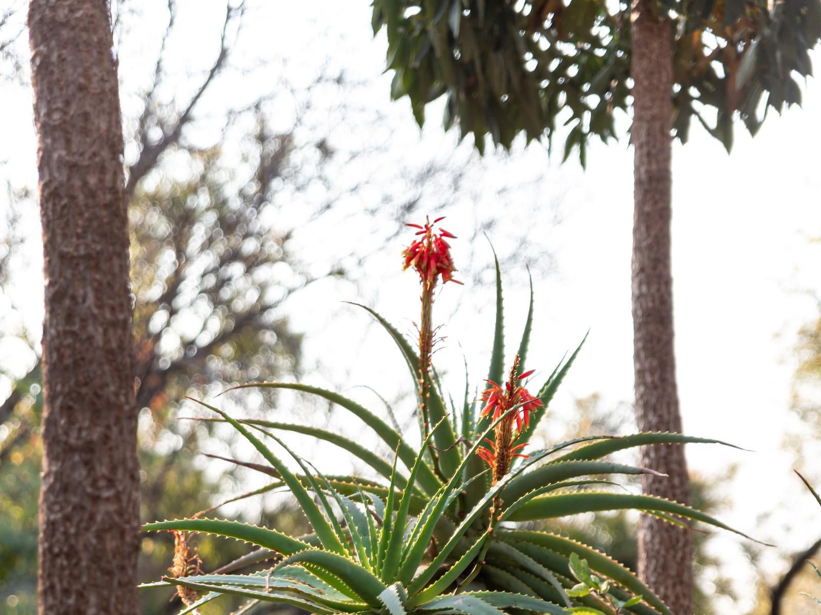 Bly B&B, Plant, Nature