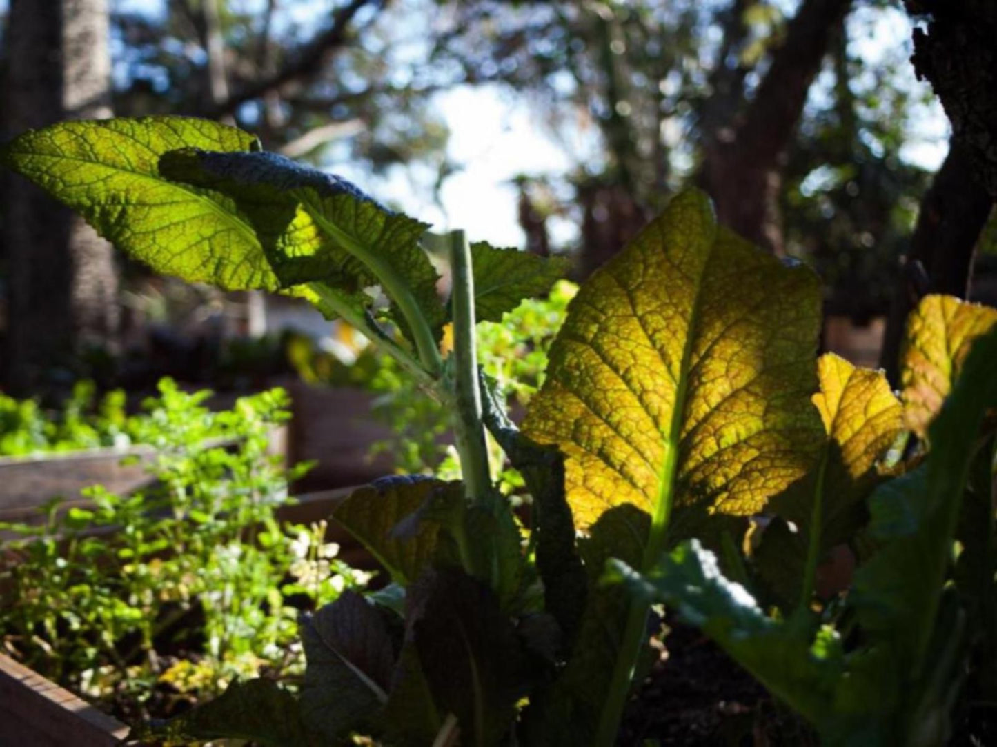 Bly B&B, Leaf, Plant, Nature, Tree, Wood, Garden, Vegetable, Food