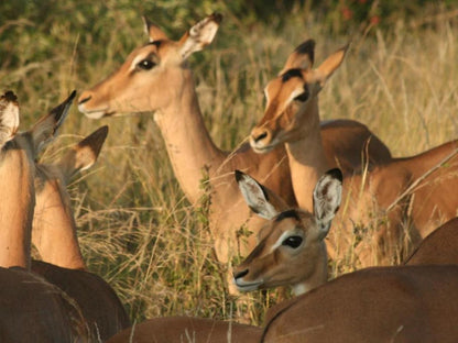 Blyde River Cabins Hoedspruit Limpopo Province South Africa Sepia Tones, Animal
