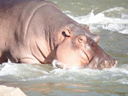 Blyde River Cabins Hoedspruit Limpopo Province South Africa Hippo, Mammal, Animal, Herbivore
