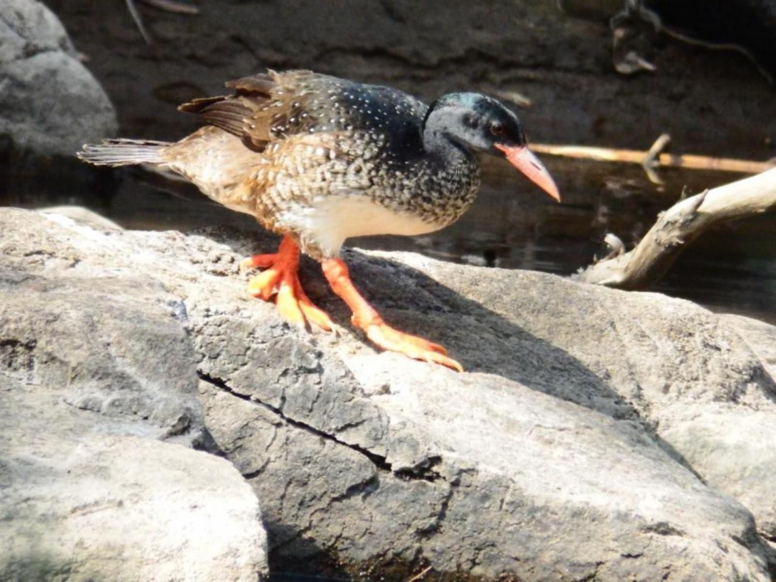 Blyde River Cabins Hoedspruit Limpopo Province South Africa Kingfisher, Bird, Animal