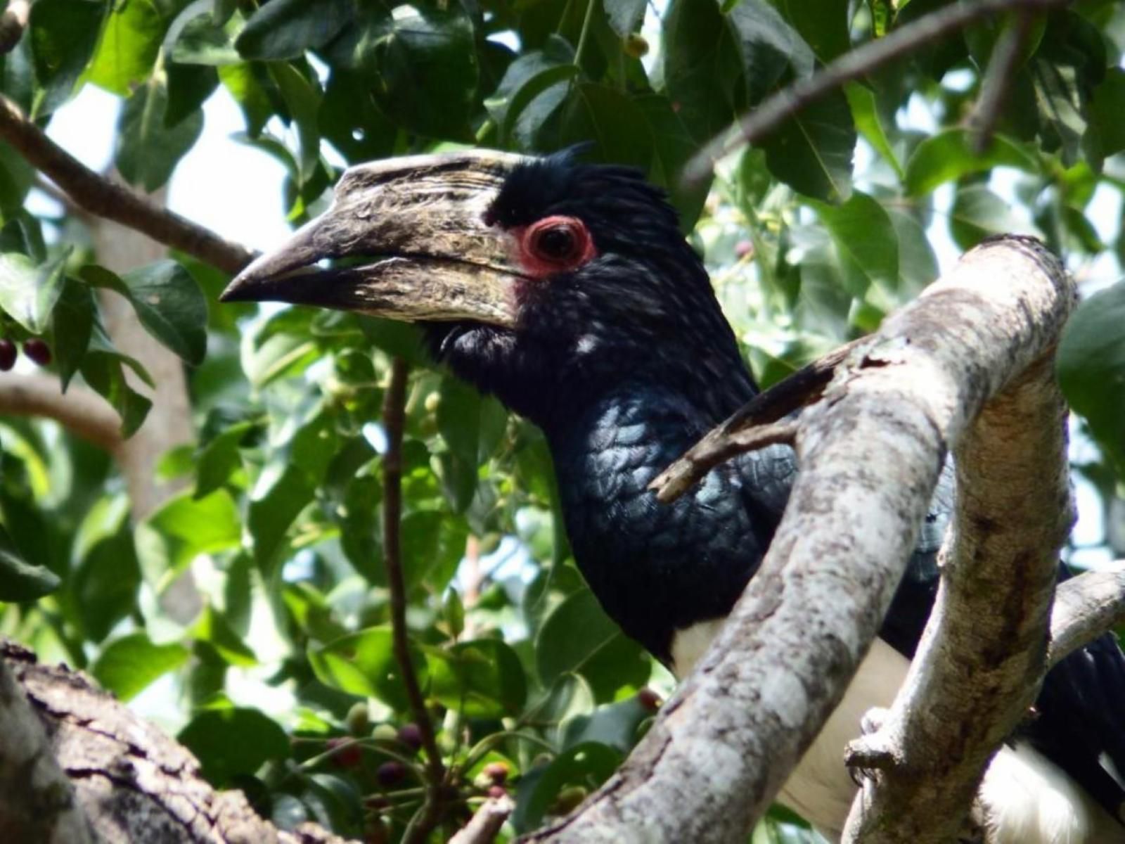 Blyde River Cabins Hoedspruit Limpopo Province South Africa Bird, Animal