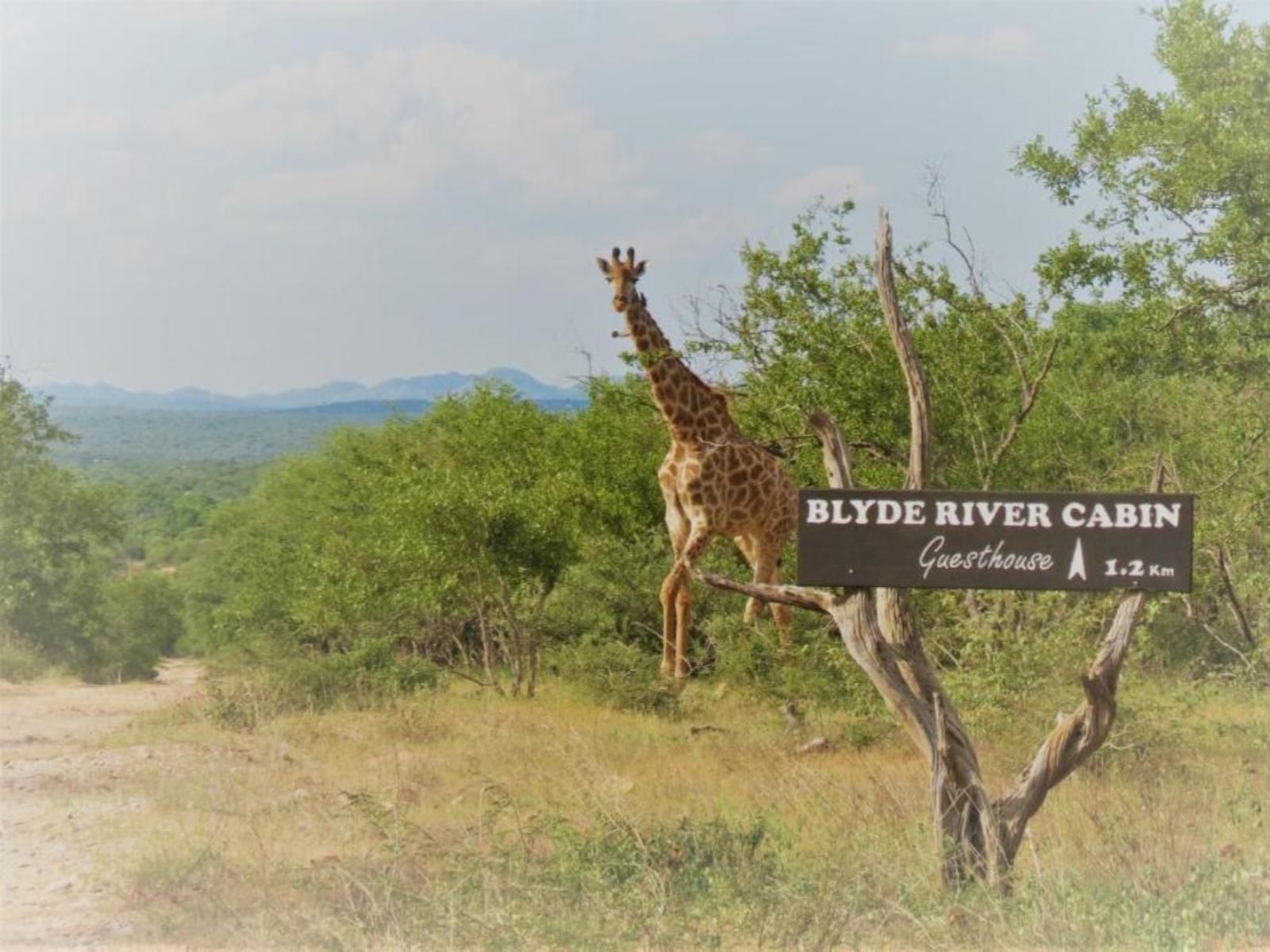 Blyde River Cabins Hoedspruit Limpopo Province South Africa Giraffe, Mammal, Animal, Herbivore
