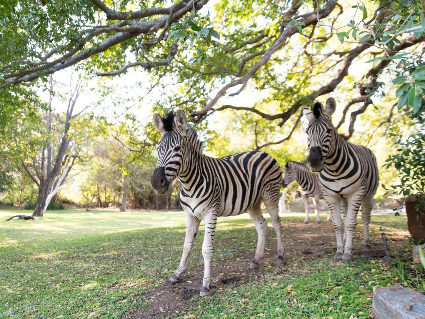 Blyde River Canyon Lodge Hoedspruit Limpopo Province South Africa Zebra, Mammal, Animal, Herbivore