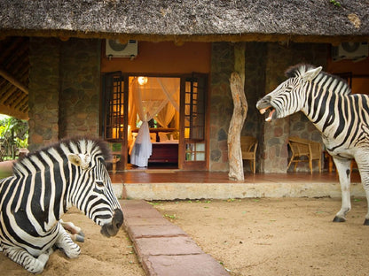 Blyde River Canyon Lodge Hoedspruit Limpopo Province South Africa Zebra, Mammal, Animal, Herbivore