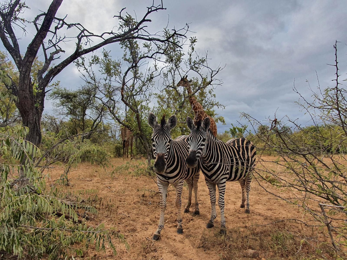 Blyde River Wilderness Lodge Blyde River Canyon Mpumalanga South Africa Zebra, Mammal, Animal, Herbivore