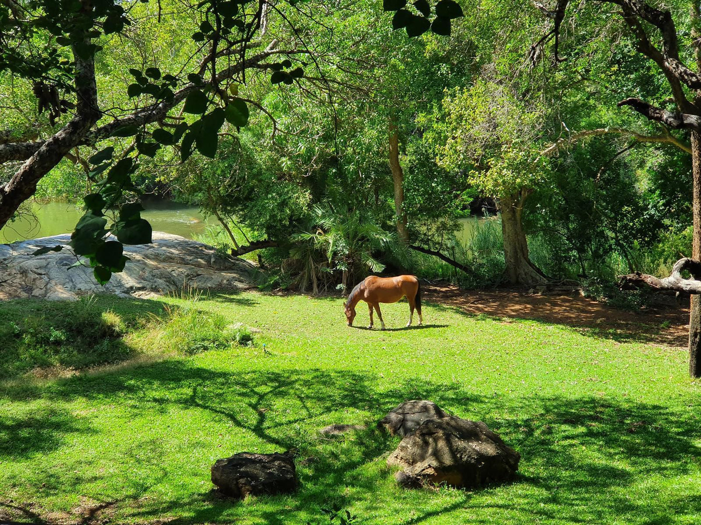 Blyde River Wilderness Lodge Blyde River Canyon Mpumalanga South Africa Tree, Plant, Nature, Wood, Animal, Garden