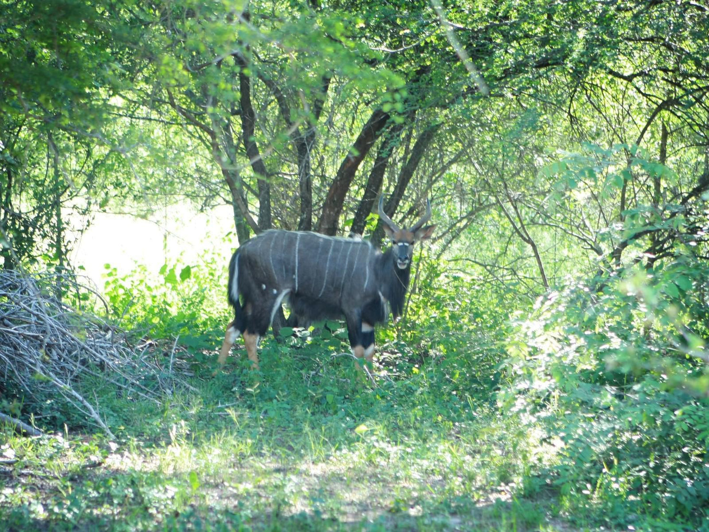 Blyde River Wilderness Lodge Blyde River Canyon Mpumalanga South Africa Water Buffalo, Mammal, Animal, Herbivore