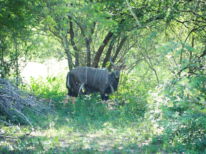 Blyde River Wilderness Lodge Blyde River Canyon Mpumalanga South Africa Water Buffalo, Mammal, Animal, Herbivore