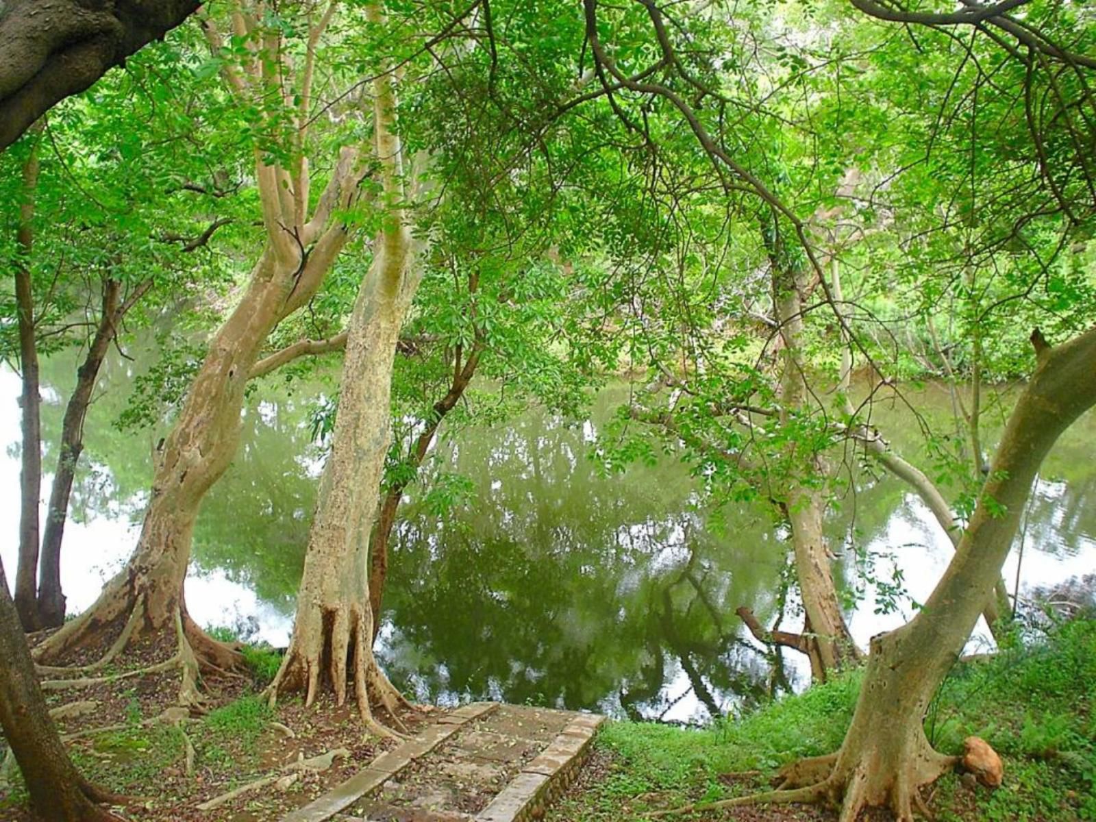 Blyde River Wilderness Lodge Blyde River Canyon Mpumalanga South Africa Plant, Nature, Tree, Wood, Garden