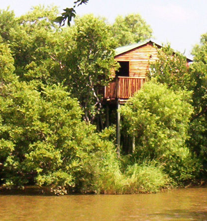 Boe Boe S Nest Koster North West Province South Africa River, Nature, Waters, Tree, Plant, Wood