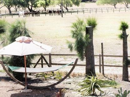 Boerfontein Paarl Farms Paarl Western Cape South Africa Palm Tree, Plant, Nature, Wood