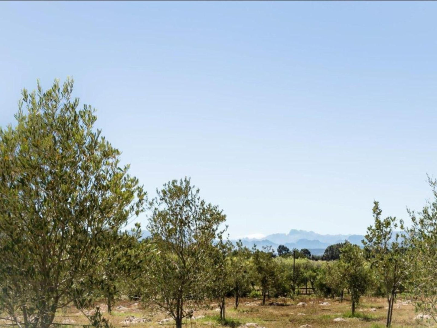 Boerfontein Paarl Farms Paarl Western Cape South Africa Complementary Colors, Field, Nature, Agriculture, Lowland