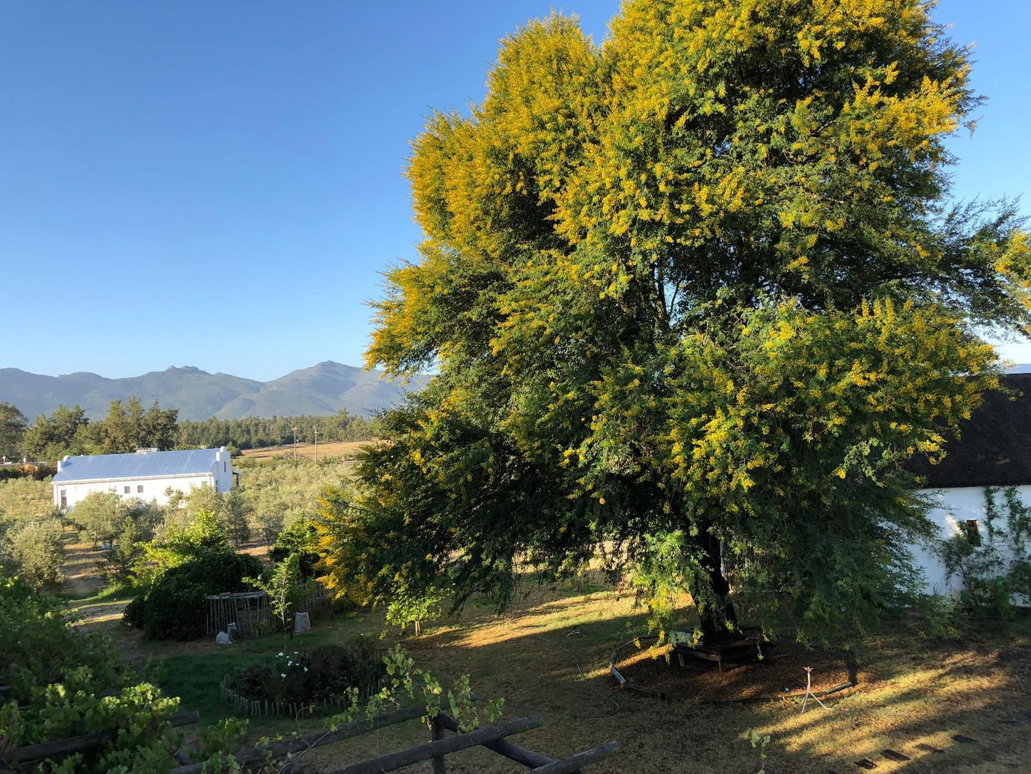 Boerfontein Paarl Farms Paarl Western Cape South Africa Complementary Colors, Plant, Nature, Tree, Wood, Garden