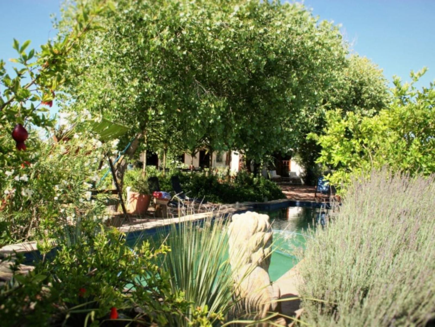 Boerfontein Paarl Farms Paarl Western Cape South Africa Plant, Nature, Garden, Swimming Pool